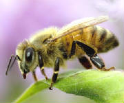 Honey Bee