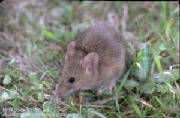 House Mouse