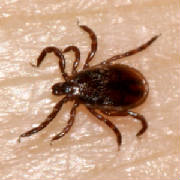 Male Deer Tick