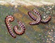 Millipedes