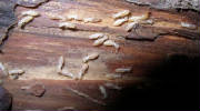 Termite Workers