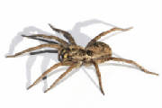 Wolf Spider