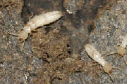 WORKER TERMITES