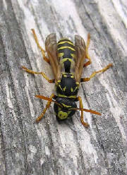 YELLOW JACKET 