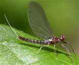 Mayfly