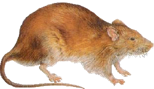 Norway Rat