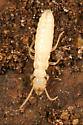 WORKER TERMITE PIC